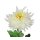 Deko-Chrysanthemen großblütig creme-weiss 70 cm
