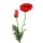 Rote Mohnblume mit Blüte und Knospe 58 cm roter Mohn Seidenmohn