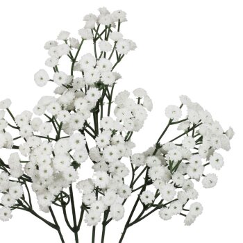 Großer Schleierkraut-Zweig 5fach verzweigt weiss 225 Blüten 42 cm
