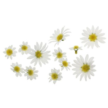 Margeriten-Blüten zum Basteln Streublumen 2,5-4,5 cm