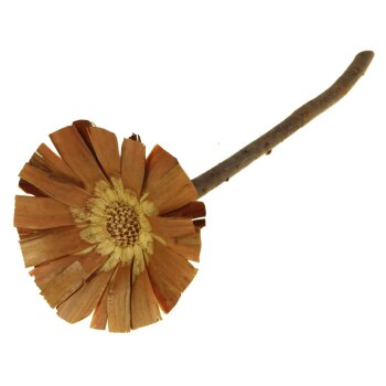 Protea Rosette Blütengröße 10-12 cm natur