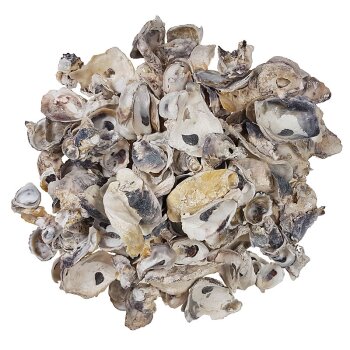 Austern Muscheln Shell Oyster Talaba 3-8 cm in zwei...
