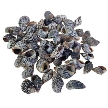 Kleine Meereschnecken-Gehäuse Shell Nassa Pussata  1-2,5 cm
