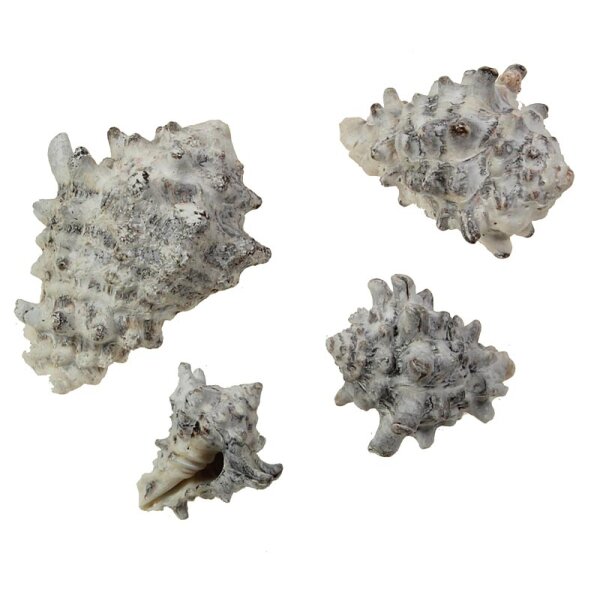 Shell Cornigerium frosted 3-6 cm - in zwei Packungsgrößen