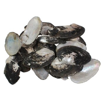 Shell Baby Clam 12-14 cm