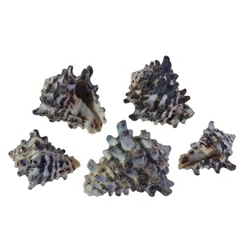 Meeresschnecken Shell Vasum Cornigerum 5-6 cm
