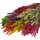 Borstenhirse getrocknet 50-70 cm - Setaria - in verschiedenen Farben