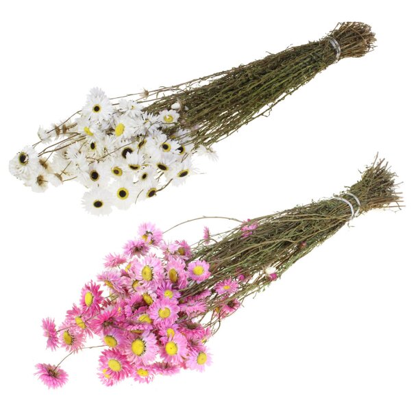 Acroclinium getrocknet weiss oder rosa 40-50 cm Trockenblumen Strohblumen