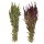 Amaranthus - getrockneter Fuchsschwanz - Trockenblumen