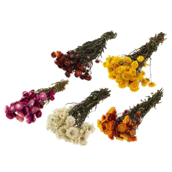 Strohblumen getrocknet - Helichrysum Bund kaufen - Trockenblumen