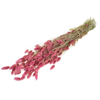 Getrockneter Phalaris - rosa gefärbt 160 g - Trockengräßer