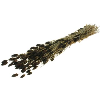 Getrockneter Phalaris - schwarz-braun gefärbt 160 g - Trockengräßer