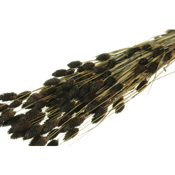 Getrockneter Phalaris - schwarz-braun gefärbt 160 g - Trockengräßer