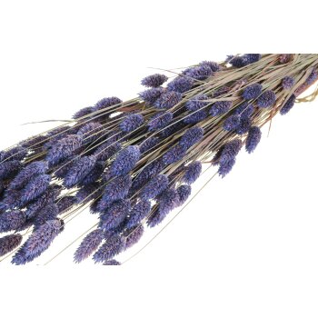 Getrockneter Phalaris - lavendel gefärbt 160 g - Trockengräßer