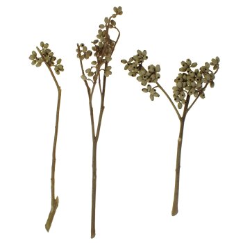 Eukalyptus-Cluster-Zweige natur 20-35 cm