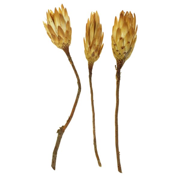 Protea compacta hell 30-35 cm