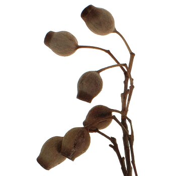 Eukalypthusglocken-Zweige natur 25-40 cm