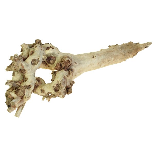 Rusikale-Wurzeln 40-60 cm gebleicht Dekowurzeln Zierwurzeln