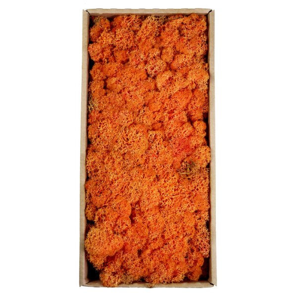 Islandmoos orange präpariert 500 g Bastelmoos Dekomoos