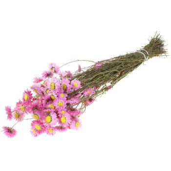 Acroclinium rosa 40-50 cm Trockenblumen Strohblumen