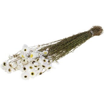Acroclinium weiss 40-50 cm Trockenblumen Strohblumen