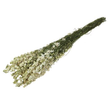 Rittersporn creme-weiss getrocknet Delphinium Trockenblumen