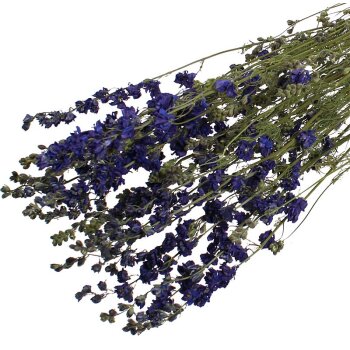 Rittersporn blau getrocknet Delphinium Trockenblumen