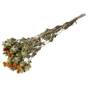Carthamus getrocknet Färberdistel 60 cm Trockenblumen