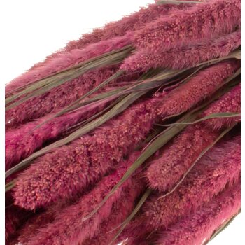 Setaria rosa gefärbt getrocknet 50-70 cm Trockenblumen