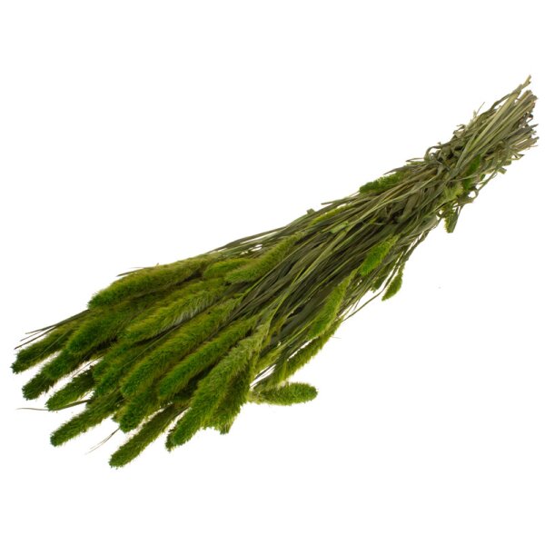 Setaria grün gefärbt getrocknet 50-70 cm Trockenblumen