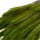 Setaria grün gefärbt getrocknet 50-70 cm Trockenblumen