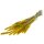 Setaria gelb gefärbt getrocknet 50-70 cm Trockenblumen