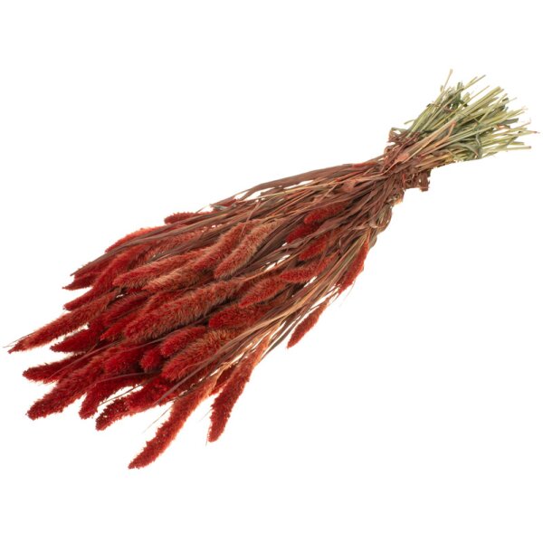 Setaria rot gefärbt getrocknet 50-70 cm Trockenblumen