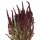 Amaranthus getrocknet rot Fuchsschwanz Trockenblumen