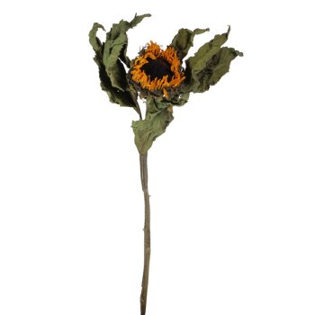 Echte Sonnenblumen getrocknet 60 cm