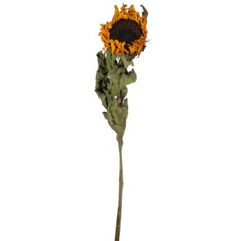 Echte Sonnenblumen getrocknet 60 cm