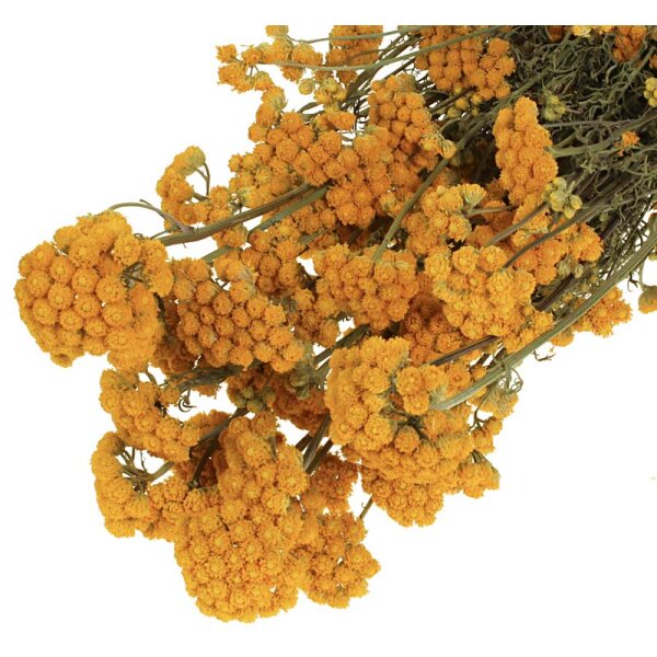 Trockenblumen Lona natur-gelb 40-60 cm