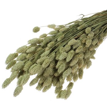 Phalaris natur Großpackung 160 g Trockengräser