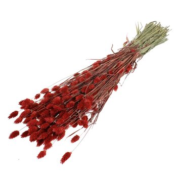 Phalaris gefärbt rot Großpackung 160 g Trockengräser