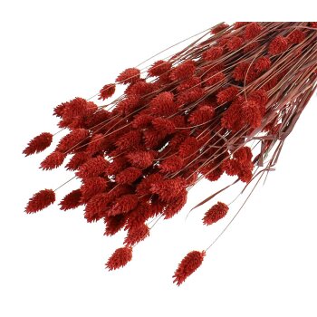 Phalaris gefärbt rot Großpackung 160 g Trockengräser
