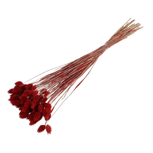 Phalaris gefärbt rot 40 g Trockengräser
