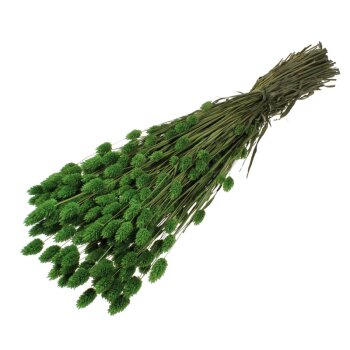 Phalaris gefärbt grün Großpackung 150 g Trockengräser