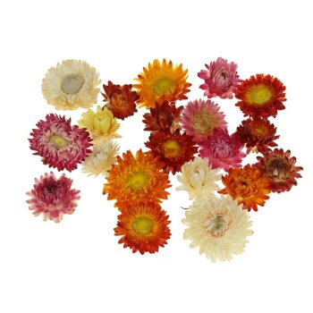 Strohblumenköpfe 20 Stück bunte Farbmischung
