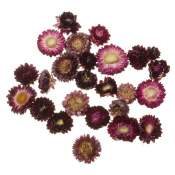 Strohblumenköpfe dunkelviolett 20 Stück