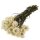 Getrocknete Strohblumen weiss Helichrysum