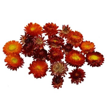 Strohblumenköpfe rot 20 Stück