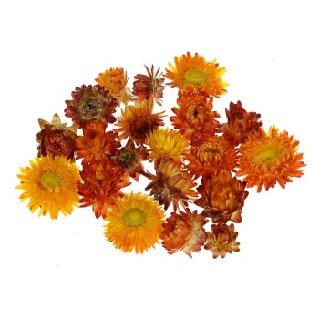 Strohblumenköpfe orange 20 Stück