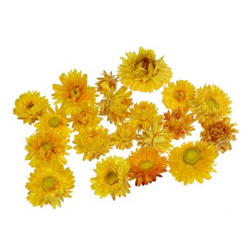 Strohblumenköpfe gelb 20 Stück