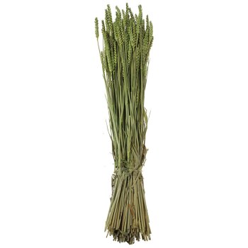 Getrockneter Weizen frühlingsgrün gefärbt Deko-Weizen Deko-Getreide
