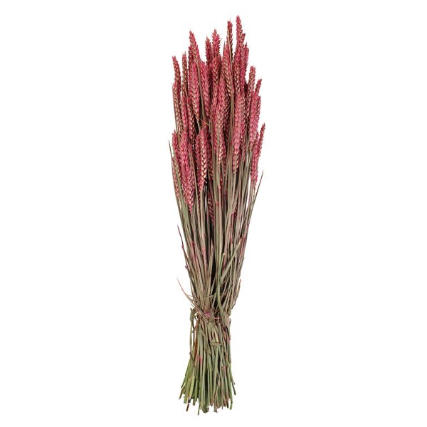Getrockneter Weizen rosa-pink gefärbt Deko-Weizen Deko-Getreide